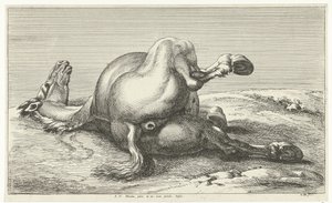Cavallo caduto da Jan van Huchtenburg