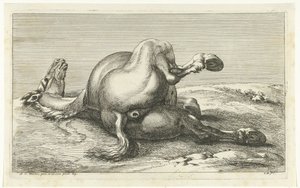 Cavallo caduto visto da dietro da Jan van Huchtenburg