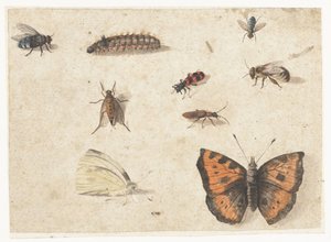 Foglio di studi di nove insetti da Jan van Kessel (I)