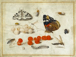 Farfalla, bruco, falena, insetti e ribes, c.1650-65 da Jan van Kessel the Elder
