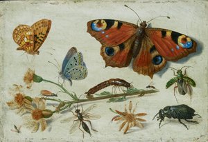 Tre farfalle, un coleottero e altri insetti, con un taglio di senecione da Jan van Kessel