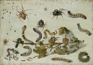 Varie Ragni e Bruchi, con un Ramo di Uva Spina da Jan van Kessel