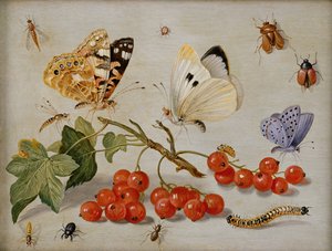 Natura morta con rametto di ribes rosso, farfalle, scarabei, bruco e insetti