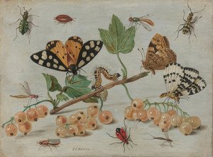 Insetti e frutti da Jan van Kessel the Elder