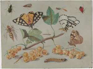 Studio di farfalla e insetti da Jan van Kessel the Elder