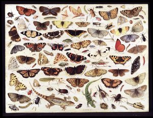 Studio di farfalle e altri insetti da Jan van Kessel the Elder