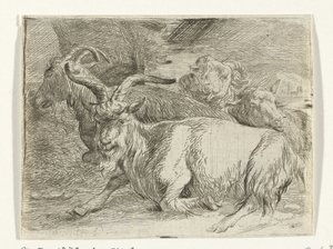Due capre e due pecore da Jan van Ossenbeeck