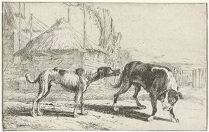 Cane maschio e femmina da Jan van den Hecke