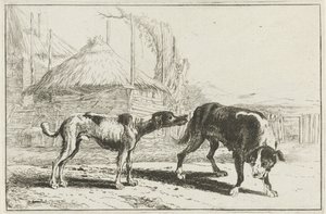 Cane maschio e femmina (serie Zoographiam) da Jan van den Hecke