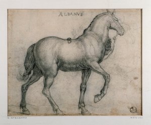Studio per un cavallo. Disegno di Giovanni Stradano