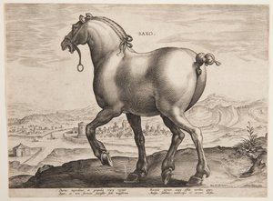 Un cavallo sassone, dal primo set di "Equile Joannis Austriaci"