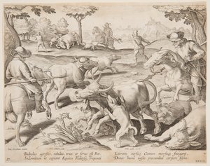 Caccia al Bufalo, tavola 27 della serie Venationes Ferarum, Avium, Piscium da Jan van der Straet, called Stradanus