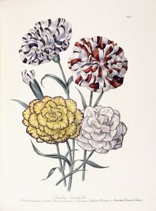 Varietà di Garofani da Jane Loudon