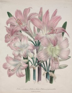 Giglio Belladonna: Amaryllis belladonna