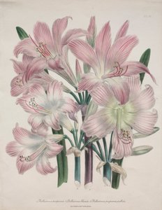 Giglio Belladonna: Amaryllis belladonna