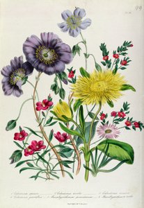 Calandrinia, tavola 18 da 
