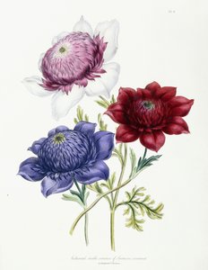 Varietà doppie coltivate di Anemone coronaria da Jane Loudon