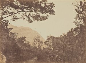 Acacia, Como da Jane Martha St. John