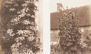 Clematis Cerulea, Altee, 1853-56