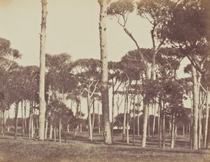 Stone Pine Grove, Villa Pamfili Doria, Rome da Jane Martha St. John