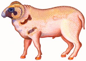 Ariete da Jane Tattersfield
