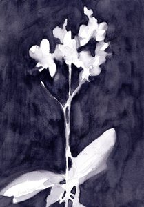 Impressione di orchidea in grigio blu scuro, 2019 circa (acquerello su carta) da Janel Bragg