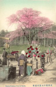 Fiori di ciliegio, Gion, Kyoto, Giappone da Japanese Photographer