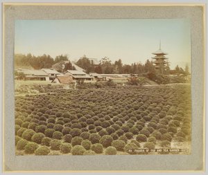 Pagoda di Toji e giardino del tè, Kyoto, Giappone da Japanese Photographer