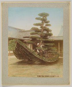 Pino al giardino Kinkakuji, Kyoto, Giappone da Japanese Photographer