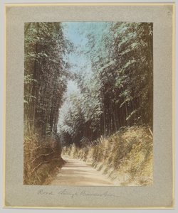 Strada attraverso un boschetto di bambù, Giappone