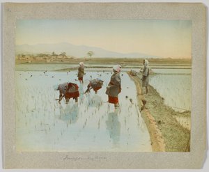 Trapianto del riso, Giappone da Japanese Photographer