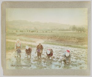 Trapianto di germogli di riso, Giappone (foto b/n colorata a mano) da Japanese Photographer