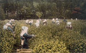 Donne che raccolgono tè, con supervisore maschio, 1890 da Japanese Photographer
