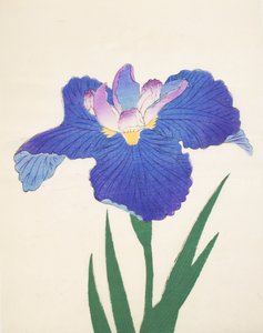 Aoi-Gata, n.30, 1898 da Japanese School
