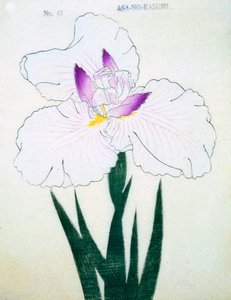Asa-no-Kasumi, n.43, 1898 da Japanese School