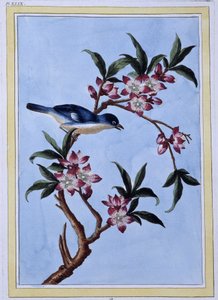 Uccello - stampa giapponese