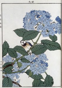 Uccello tra le ortensie - Stampa giapponese da Japanese School