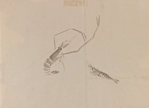 Disegno di due gamberi