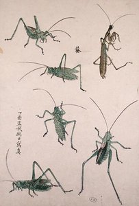 Cavallette da Japanese School