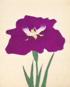 Hizume-no-Hyoshi, n.29, 1898 da Japanese School