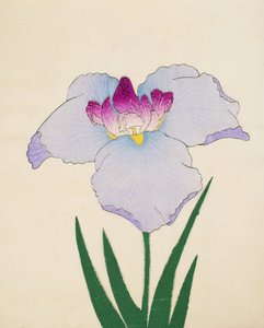 Hoshi-Zukiyo, n.45, 1898 da Japanese School