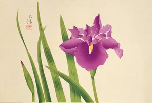 Iris, pub. c.1950 da Japanese School