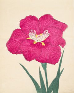 Kagari-Bi, n. 38, 1890 da Japanese School