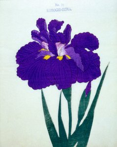 Komochi-Guma n.14, 1898 da Japanese School