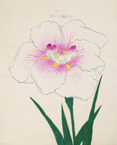 Misuji-no.-Ito, n.17, 1898 da Japanese School