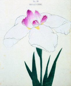 Miyako-Dore, n.50, 1898 da Japanese School
