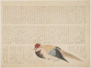 Fagiano, c.1818-29 da Japanese School