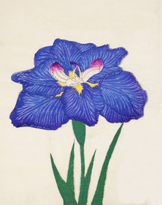 Shiga-no.-Uranami, n.3, 1898 da Japanese School