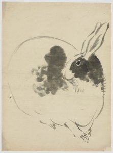 Coniglio maculato