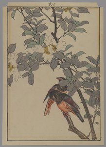 Due uccelli con fiori bianchi, periodo Meiji, 1892 da Japanese School